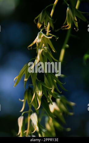 Decaisnea fargesii Stockfoto