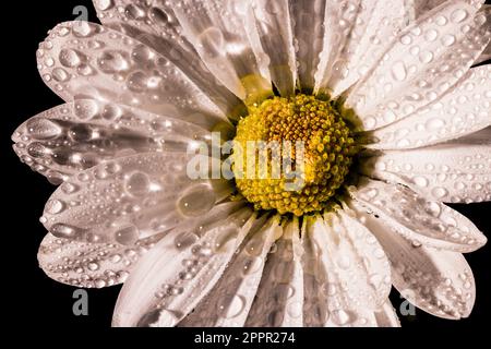 Makro 100mm sehr nahe Darstellung eines weißen und gelben Chrysanthemums mit schwarzem Hintergrund und Wassertröpfchen Stockfoto