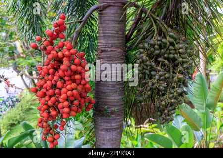 Palmenfrucht im Gardens by the Bay, Singapur Stockfoto