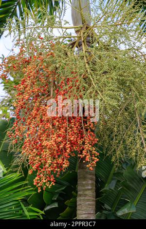 Palmenfrucht im Gardens by the Bay, Singapur Stockfoto