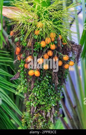 Palmenfrucht im Gardens by the Bay, Singapur Stockfoto