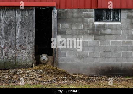 Schafe in Scheune in einer Amish-Gemeinde in Zentral-Michigan, USA [Keine Freigabe von Eigentum; nur redaktionelle Lizenzierung] Stockfoto