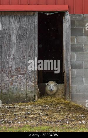 Schafe in Scheune in einer Amish-Gemeinde in Zentral-Michigan, USA [Keine Freigabe von Eigentum; nur redaktionelle Lizenzierung] Stockfoto