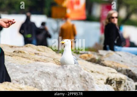 Eine urbane Möwe wandert unter den Menschen am Strand und beobachtet die Raucher Urban Bird Aussicht von Istanbul Möwen Stockfoto