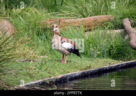 Ägyptische Gänse haben lange Hälse, lange rosa Beine, einen rosa Schirm und braune Augenflecken, die jedes Auge umschließen. Stockfoto