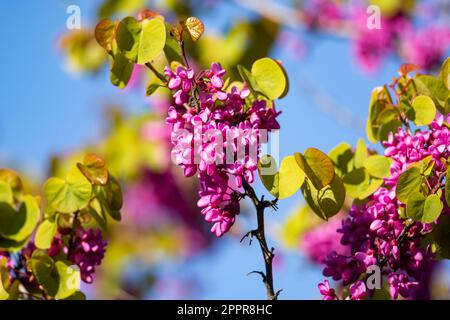 Redbud Bäume und wunderschöne rosa Blumen im April in Istanbul Stockfoto