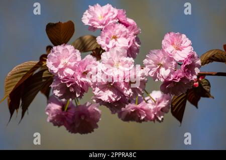 Prunus serrulata oder japanische Kirsche ist eine Art von Kirschbaum, die in Japan auf natürliche Weise wächst. April in Istanbul Stockfoto