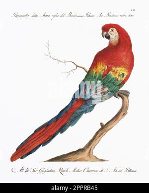 Macaw. Antiquitäten-Papageienlithographie. Italienische Illustration aus dem 18. Jahrhundert. Ca 1776. Stockfoto