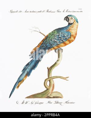 Macaw. Antiquitäten-Papageienlithographie. Italienische Illustration aus dem 18. Jahrhundert. Ca 1776. Stockfoto