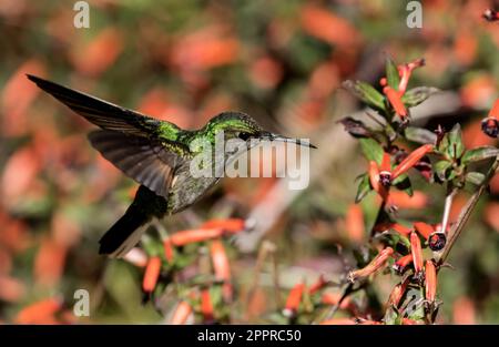 Nahaufnahme der Kolibri-Fütterung von Nektar roter Blumen, Provinz Chiriqui, Panama. Der wissenschaftliche Name ist Eupherusa eximia. Mexiko nach Panama Stockfoto
