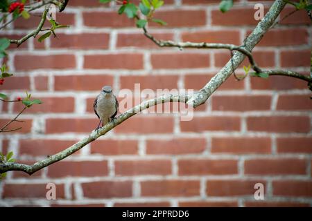 Nördliche Spottdrossel auf Stachelholzzweig mit Backsteinwand im Hintergrund Stockfoto