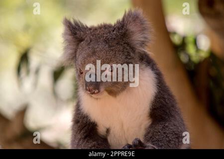 Der Koala hat einen großen runden Kopf, große pelzige Ohren und große schwarze Nase. Ihr Fell ist meist grau-braun mit weißem Fell auf der Brust, den inneren Armen, Stockfoto