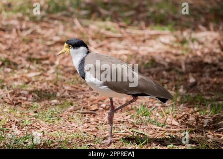 Der maskierte Lapwing ist vorwiegend weiß, mit braunen Flügeln und Rücken und einer schwarzen Krone. Die Vögel haben große gelbe Klatschgeräusche im Gesicht, Stockfoto