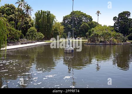 Venusbrunnen in einem Teich im königlichen botanischen Garten von Sydney. Stockfoto