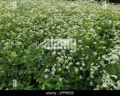 Wunderschöne Schierlingspflanzen mit weißen Blüten im Freien Stockfoto