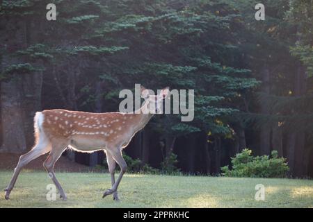 Hirsche mit Blick auf die Kamera während eines Spaziergangs im Morgensonnenlicht durch den Wald, Hokkaido, Japan Stockfoto