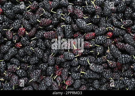 Reife schwarze Maulbeeren als Hintergrund, Draufsicht Stockfoto