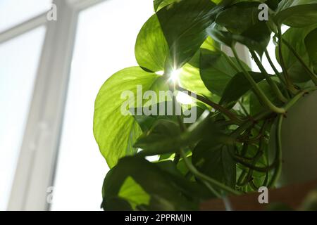 Wunderschöne grüne Zimmerpflanze am Fenster, an sonnigen Tagen, Schließung Stockfoto