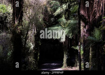 Ein berühmter punga-Baum oder Silberfarn ist in einem Wald auf der Südinsel Neuseelands zu sehen. Der Baum ist landesweit endemisch Stockfoto