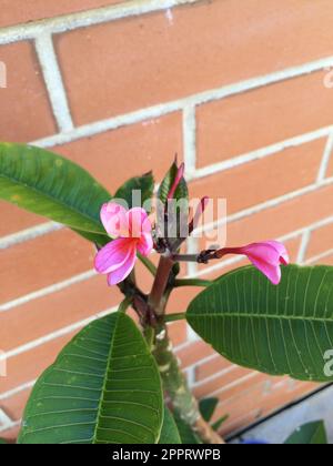 Plumerias sind wunderschöne tropische Pflanzen, die in Australien, Asien, den USA und anderen Teilen der Welt wachsen. Erkennbar an ihren wunderschönen Blumen und Düften Stockfoto