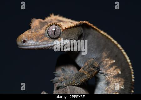 Das ist ein wunderschöner männlicher Crested Gecko Stockfoto
