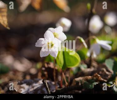 Oxalis acetosella (Holzsorrel oder gewöhnlicher Holzsorrel) in einem Wald von Szczecin Polen (17. April 2022) Stockfoto