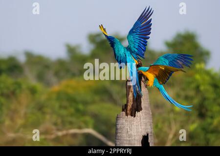 Zwei blaue und gelbe Aras auf einem Palmstumpf, die Flügel verbreiten, flattern, Seitenansicht, keine Köpfe sichtbar, Amazonien, San Jose do Rio Claro, Mato Grosso Stockfoto