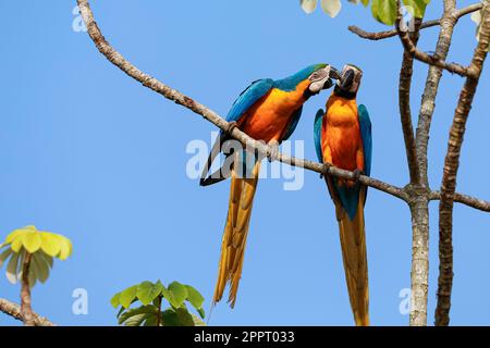 Zwei wunderschöne Blau-Gelb-Aras, die sich nahe beieinander befinden, auf einem Ast eines Baumes vor dem blauen Himmel, Köpfe zusammen, knabbern, Amazonien, San Jose do R. Stockfoto