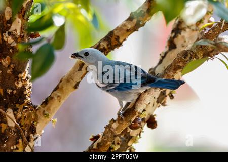 Nahaufnahme eines blau-grauen Tanagers, der auf einem Ast sitzt und nach links blickt, San Jose do Rio Claro, Mato Grosso, Brasilien Stockfoto