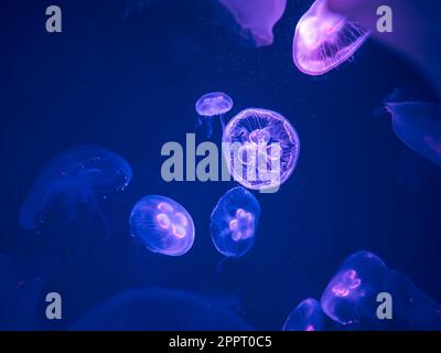 Eine Gruppe von Mondquallen schwimmt unter Wasser, mit weicher Biolumineszenz Stockfoto