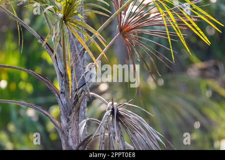 Perfekte Tarnung einer maskierten Tityra, die auf einem Ast einer Palme mit grauen und grünen Blättern sitzt, Amazonas-Regenwald, Mato Grosso, Brasilien Stockfoto