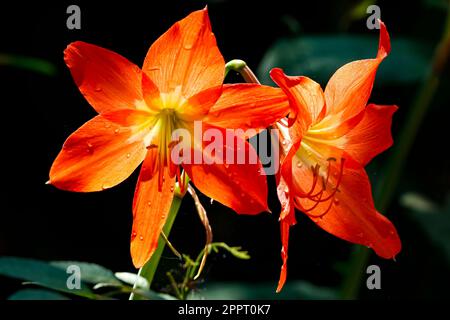 Zwei wunderschöne durchsichtige Orangenblumen vor dunklem Hintergrund, Amazonas-Regenwald, Mato Grosso, Brasilien Stockfoto