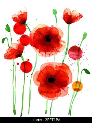 Rote Mohnblumen auf weißem Hintergrund mit Wasserfarben Stockfoto