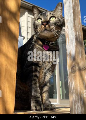 Nahaufnahme eines flachen Porträts einer grau gestreiften Katze mit Blick auf eine hölzerne Terrasse an einem sonnigen Tag Stockfoto