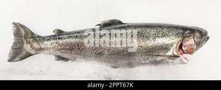 Roher Forellenfisch auf Eis, frischer Forellenfisch zum Verkauf im Marktrestaurant mit Meeresfrüchten. Auf Eis für den Verkauf auf dem Frischmeermarkt einfrieren. Stockfoto