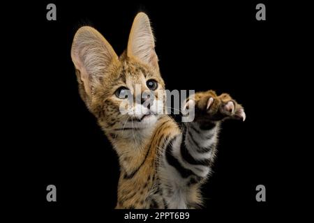 Die lustige Servalkatze spielt mit Paw und versucht, im Studio isoliert auf schwarzem Hintergrund zu fangen Stockfoto