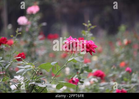 Schöne Rose in einem Garten Stockfoto