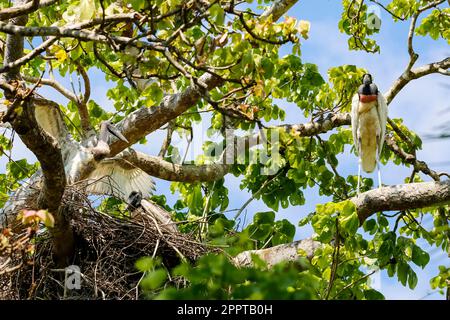 Jabiru nistet in einem Baum, Jüngere versuchen zu fliegen, Erwachsene sitzen auf einem Ast, Pantanal Feuchtgebiete, Mato Grosso, Brasilien Stockfoto