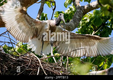 Aus dem niedrigen Winkel sehen Sie einen jungen Jabiru-Storch, der versucht, mit gespreizten Flügeln von seinem Nest in einem grünen Baum zu fliegen, Pantanal Wetlands, Mato Grosso, Brasilien Stockfoto