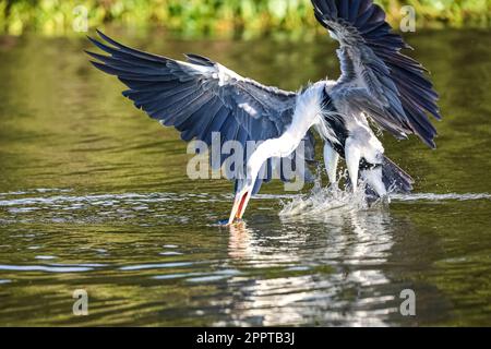 Cocoi Reiher, der einen Pirhana im Flug über einen Fluss fängt, Flügel ausbreitet, Pantanal Feuchtgebiete, Mato Grosso, Brasilien Stockfoto