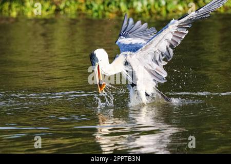 Cocoi-Reiher, der einen Pirhana im Flug über einen Fluss, Füße im Wasser, Pantanal Feuchtgebiete, Mato Grosso, Brasilien Stockfoto