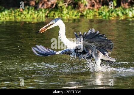 Cocoi-Reiher, der einen Pirhana im Flug über einen Fluss fängt, Pantanal Wetlands, Mato Grosso, Brasilien Stockfoto