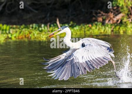 Cocoi Reiher, der einen Pirhana im Flug über einen Fluss, Flügel runter, Pantanal Feuchtgebiete, Mato Grosso, Brasilien Stockfoto