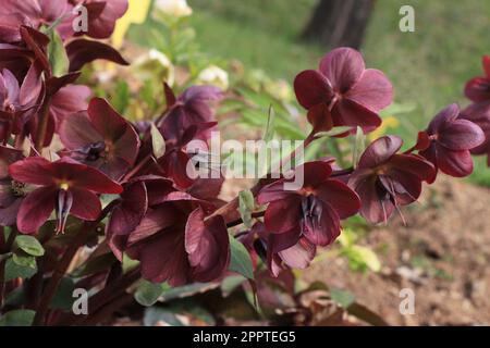 Blühende rote Blume Helleborus orientalis Montsegur Stockfoto