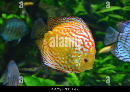 Diskusfische im Aquarium, tropische Fische. Symphysodon-Diskus aus dem Amazonas. Blauer Diamant, Schlangenhaut Stockfoto