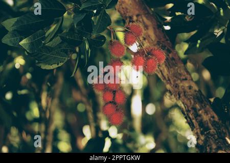 Eine Gruppe von Rambutan-Früchten auf einem Baum im Adventure Park in Port Moresby, Papua-Neuguinea. Stockfoto