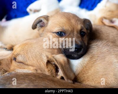 Ein Pack streunender Hunde. Die Hündchen schlafen aufeinander gestapelt. Zum Problem der Obdachlosen. Ein Haufen Straßenwelpen schlafen auf dem "Together On" Stockfoto