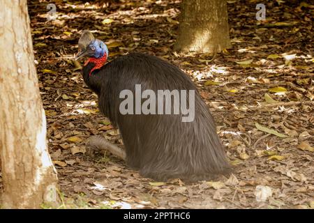 Ein Kasuar (ein großer flugloser Vogel), der unter dem Baumkronendach im Adventure Park in Port Moresby, Papua-Neuguinea, sitzt Stockfoto