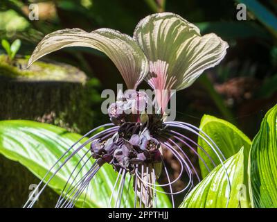 Blütenpflanze der weißen Fledermaus in Blüte, australischer Küstengarten Stockfoto