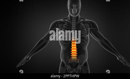 Anatomie der menschlichen Wirbelsäule. Schmerzen im unteren Rücken und Rückenschmerzen des Menschen. Stockfoto